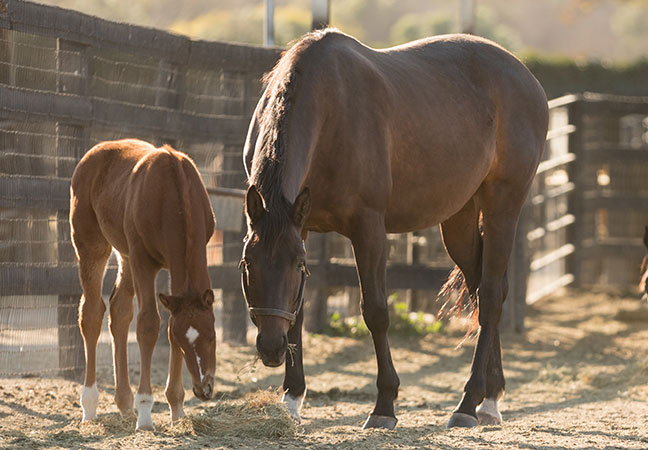 recipient mares