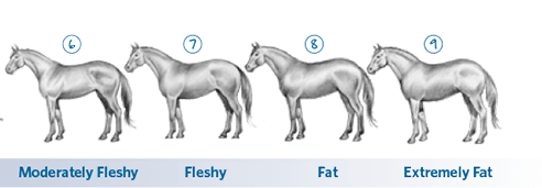 Weight Gain For Horses: Feeding Hard Keepers