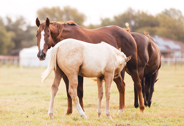 Breeding Season Support