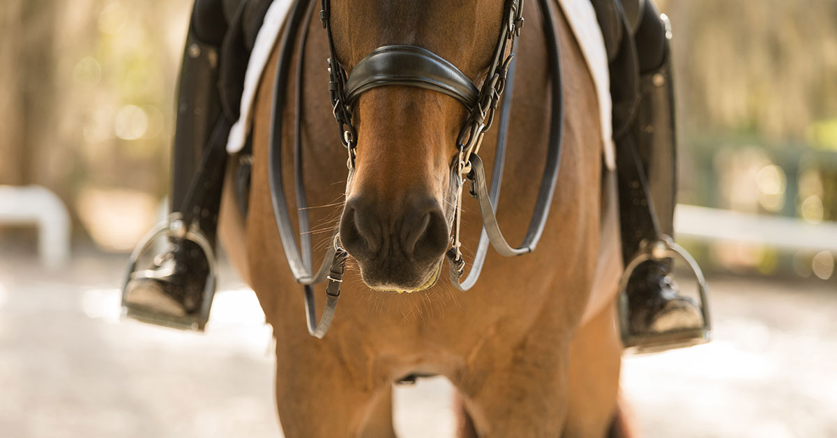 How to Care for a Horse in Summertime