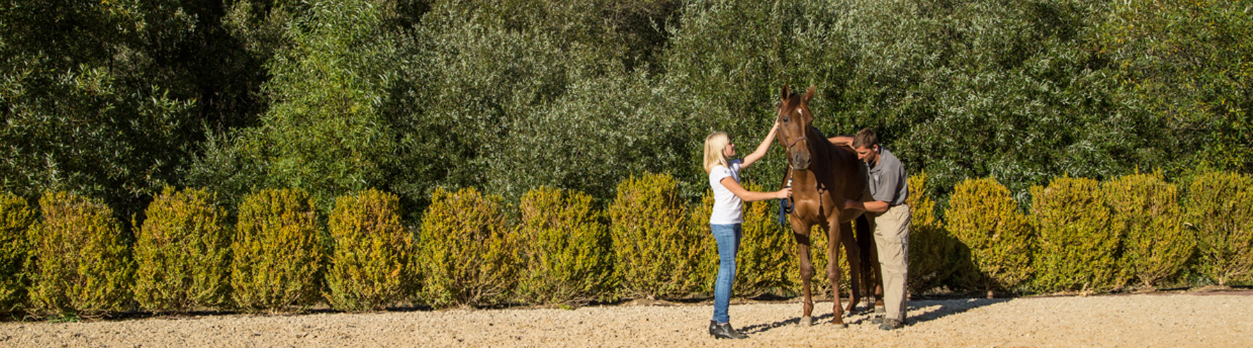 Neurological Disorders In Horses Vitamin E Supplements For Horses