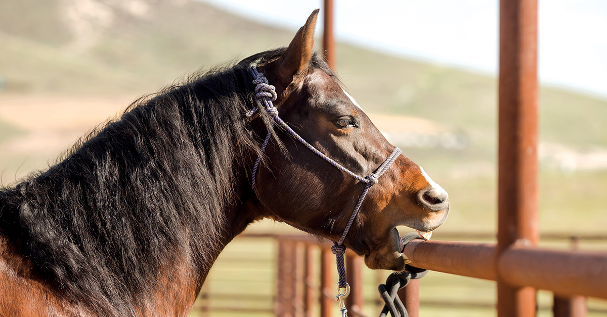 Cribbing in Horses | What is Cribbing in Horses?