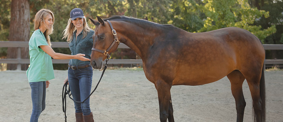 Vet checking horse's knee