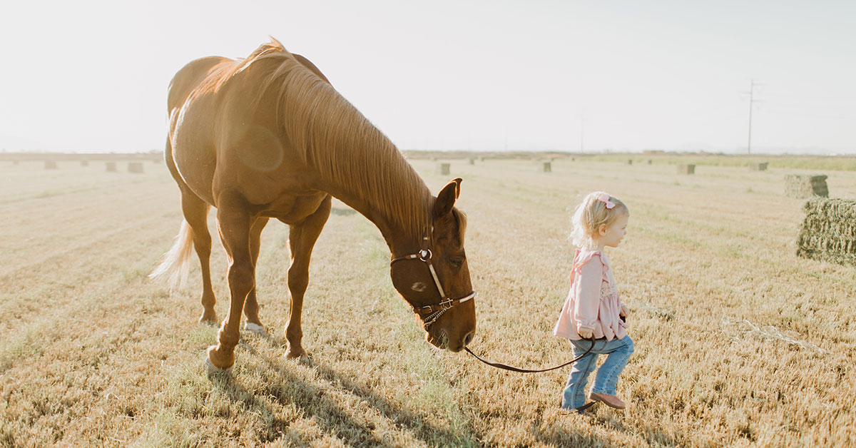 Build & Shine (Simple System Horse Feeds) - Equine Nutrition Analysis