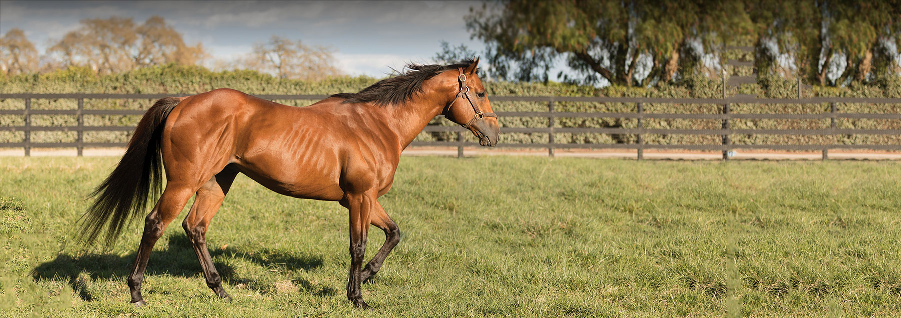 Weight Gain for Horses: Feeding Hard Keepers