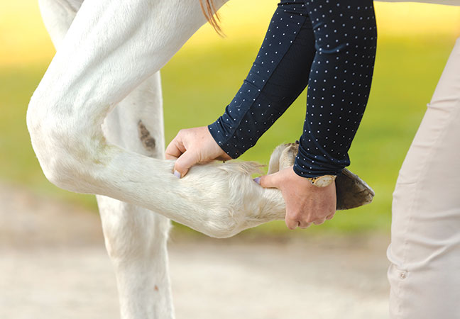 equine lameness exams