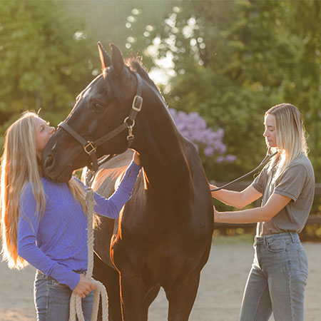 Vet checking horse's knee