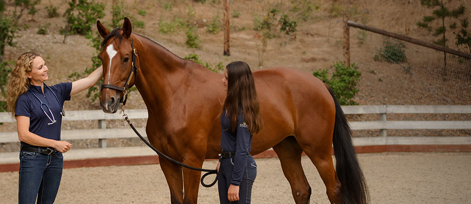 Vet checking horse's knee