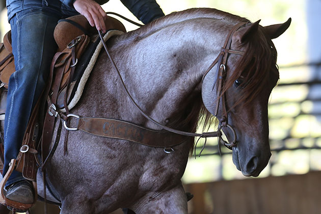 Trevor Brazile Breeding and Training Rope Horses