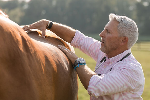 topline in horses